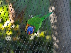 Vogelvoli�re Tenerife